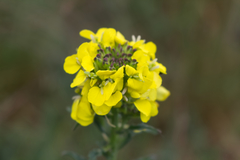 Erysimum odoratum