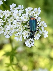 Malachius australis