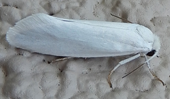 Tegeticula yuccasella