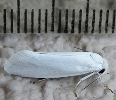 Tegeticula yuccasella