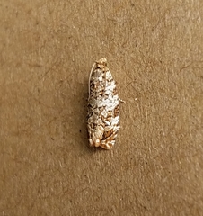 Phaecasiophora niveiguttana