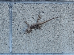 Sceloporus occidentalis