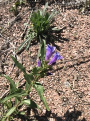 Penstemon glaber alpinus