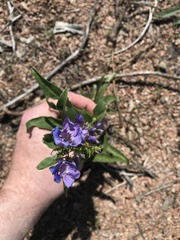 Penstemon glaber alpinus