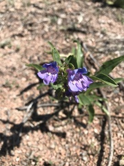 Penstemon glaber alpinus