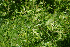 Salix sericea