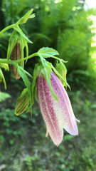 Campanula punctata