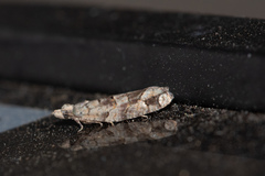 Epinotia subviridis