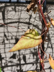 Fallopia convolvulus