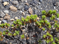 Pimelea microphylla