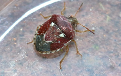 Stagonomus bipunctatus pusillus
