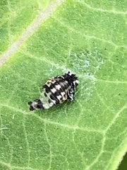 Propylea quatuordecimpunctata