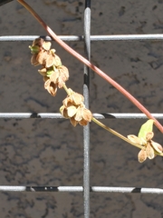 Fallopia convolvulus