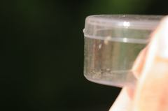 Syricoris lacunana