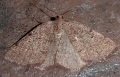 Drepanulatrix bifilata