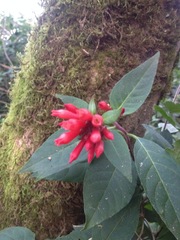Cestrum elegans