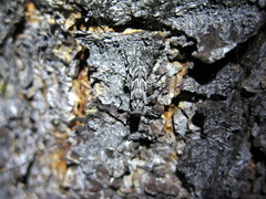 Acanthocinus obliquus