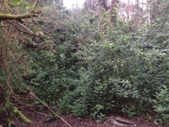Cestrum elegans