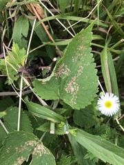 Poecilocapsus lineatus