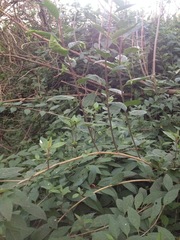 Cestrum elegans