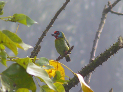 Malabar Barbet photo 5