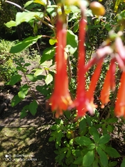 Fuchsia vulcanica