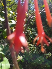 Fuchsia vulcanica