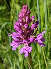 Dactylorhiza fuchsii fuchsii