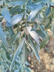 Elaeagnus angustifolia