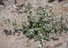 Amsinckiopsis kingii