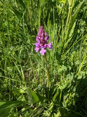 Dactylorhiza fuchsii fuchsii