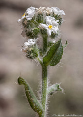 Amsinckiopsis kingii
