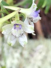 Delphinium leucophaeum