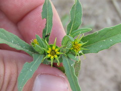 Melampodium longicorne