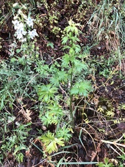 Delphinium leucophaeum