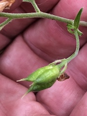 Delphinium leucophaeum