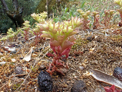 Phedimus stellatus