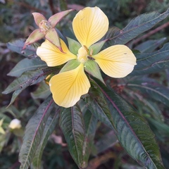Ludwigia elegans