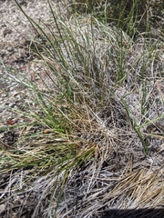 Carex rossii