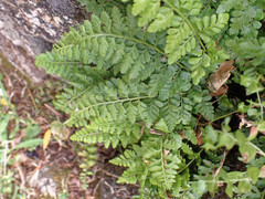 Asplenium obovatum