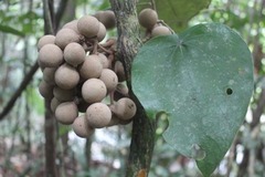 Coscinium fenestratum