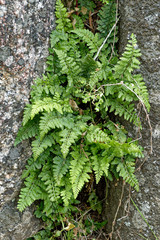 Asplenium obovatum