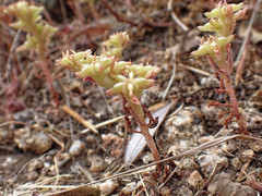 Phedimus stellatus