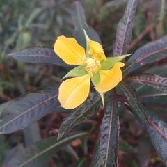 Ludwigia elegans