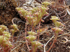 Phedimus stellatus
