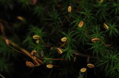 Polytrichum perigoniale