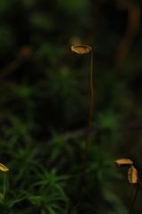 Polytrichum perigoniale