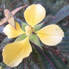 Ludwigia elegans