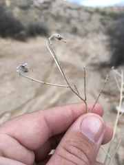 Psorothamnus scoparius