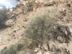 Psorothamnus scoparius